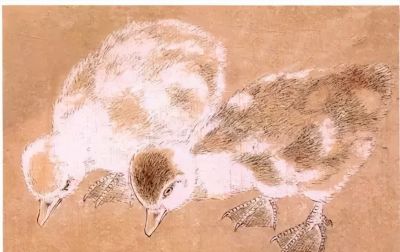 教程 | 各种工笔禽鸟的画法 - 图画吧TUHUABA