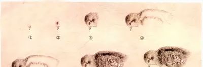 教程 | 各种工笔禽鸟的画法 - 图画吧TUHUABA