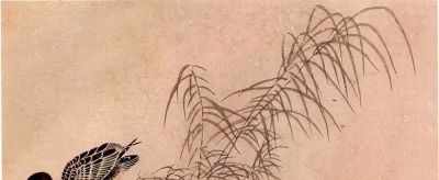 教程 | 各种工笔禽鸟的画法 - 图画吧TUHUABA