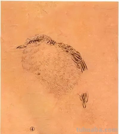 教程 | 各种工笔禽鸟的画法 - 图画吧TUHUABA