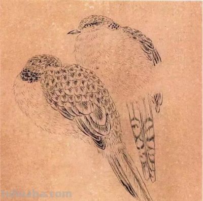 教程 | 各种工笔禽鸟的画法 - 图画吧TUHUABA