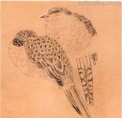 教程 | 各种工笔禽鸟的画法 - 图画吧TUHUABA