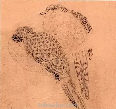 教程 | 各种工笔禽鸟的画法 - 图画吧TUHUABA