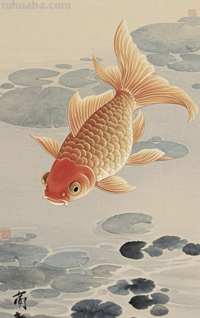 一组金鱼绘画素材（含高清线稿图），寓意年年有余，金鱼满堂！ - 图画吧TUHUABA