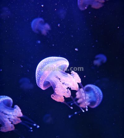 深海空灵精灵——水母 - 今日头条 深海空灵精灵——水母 - 图画吧TUHUABA