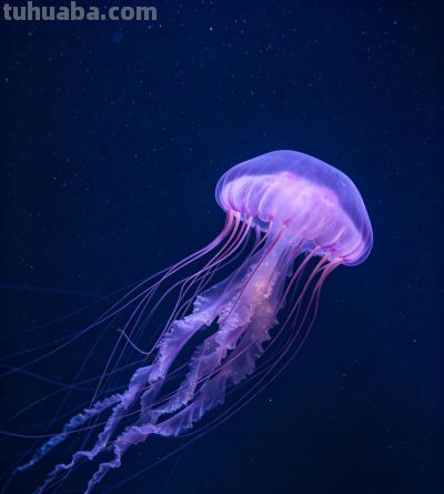 深海空灵精灵——水母 - 今日头条 深海空灵精灵——水母 - 图画吧TUHUABA