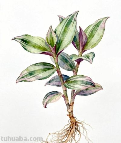 水彩画｜吊竹梅 - 图画吧TUHUABA