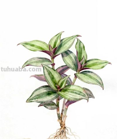 水彩画｜吊竹梅 - 图画吧TUHUABA