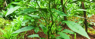家庭种菜90%的操作都是白忙活，少折腾反而产量更高 - 图画吧TUHUABA