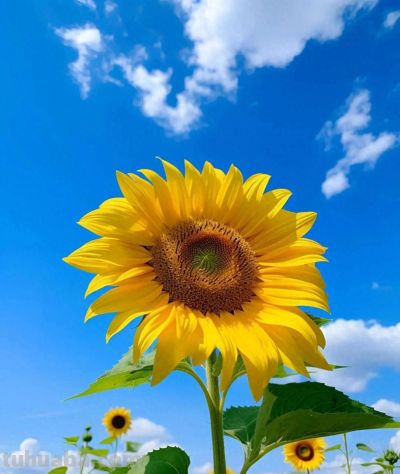 适合十二星座的专属花+花语 - 今日头条