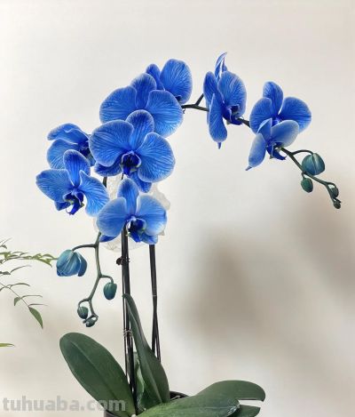 适合十二星座的专属花+花语 - 今日头条 适合十二星座的专属花+花语 - 图画吧TUHUABA
