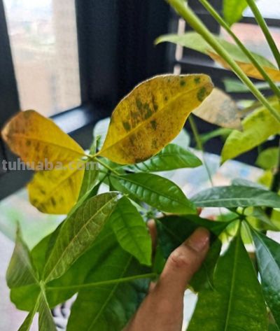发财树“烂根黄叶”别扔！这样处理，很快就活过来 - 今日头条