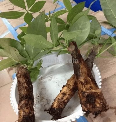 发财树“烂根黄叶”别扔！这样处理，很快就活过来 - 图画吧TUHUABA