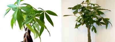 这样养发财树，金运才不会垮！ - 今日头条