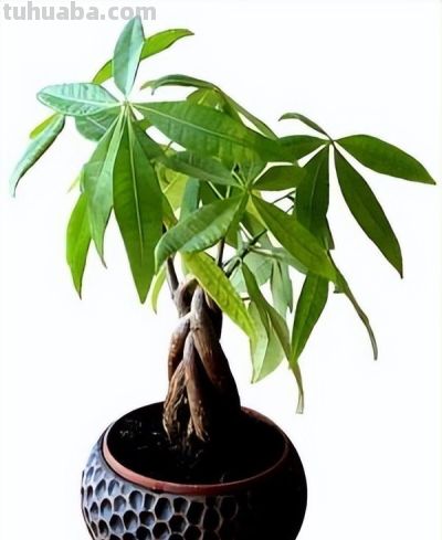 这样养发财树，金运才不会垮！ - 图画吧TUHUABA