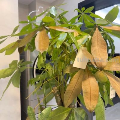 家里有发财树的抓紧看！一个不起眼的习惯，分分钟把树养死 - 图画吧TUHUABA