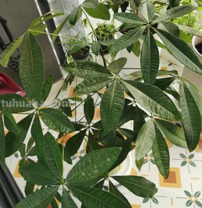 家里有发财树的抓紧看！一个不起眼的习惯，分分钟把树养死 - 图画吧TUHUABA