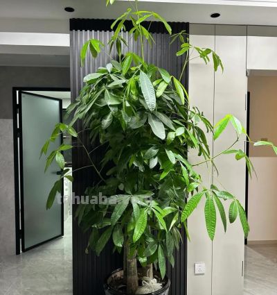 家里有发财树的抓紧看！一个不起眼的习惯，分分钟把树养死 - 图画吧TUHUABA