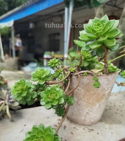 没见过这么神奇的多肉：越晒越绿，绿得发亮 - 图画吧TUHUABA