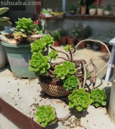 没见过这么神奇的多肉：越晒越绿，绿得发亮 - 图画吧TUHUABA