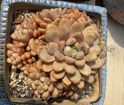盛极必衰，大部分多肉都崩盘了，买多肉，切记，不买价格高的 - 图画吧TUHUABA