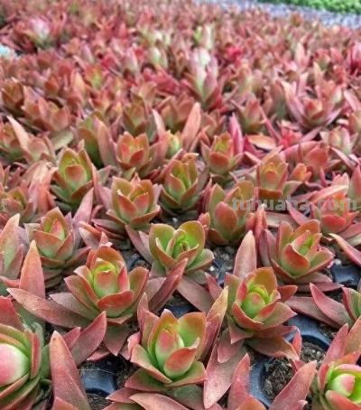 阳台氛围感密码！8款高饱和彩色多肉，一眼锁住目光 - 今日头条