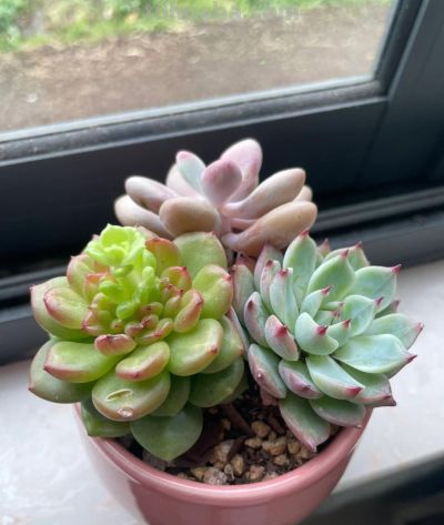 别再瞎折腾了！6月养多肉牢记这几招，都是拿钱换的经验 - 图画吧TUHUABA
