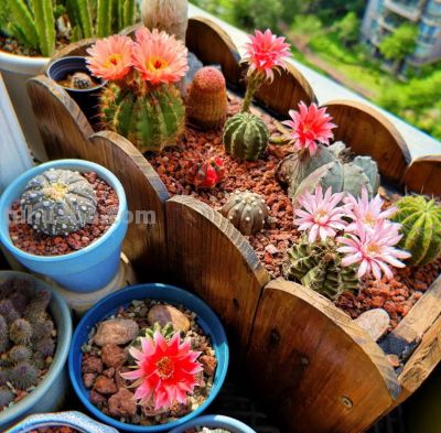 老花友不愿讲的实话，这样养仙人球，开花一茬接一茬 - 图画吧TUHUABA