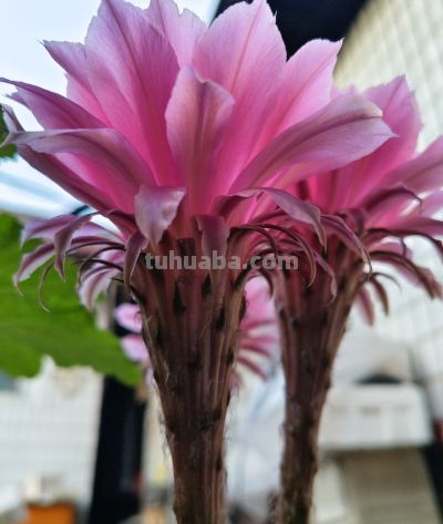 仙人球含苞待放到盛开再壁花 - 图画吧TUHUABA