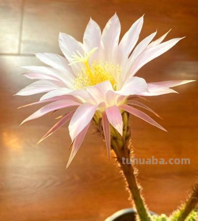 真是太美了！仙人球开花啦！原来带刺的小家伙；也会偷偷变温柔～ - 图画吧TUHUABA