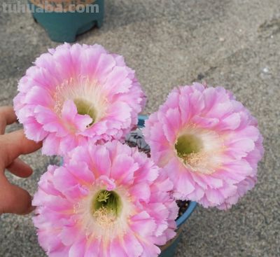 仙人球颜值“天花板”，不输牡丹月季，一年开花多次，很少人认识 - 今日头条