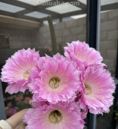 仙人球颜值“天花板”，不输牡丹月季，一年开花多次，很少人认识 - 图画吧TUHUABA