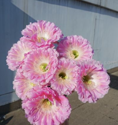 仙人球颜值“天花板”，不输牡丹月季，一年开花多次，很少人认识 - 图画吧TUHUABA