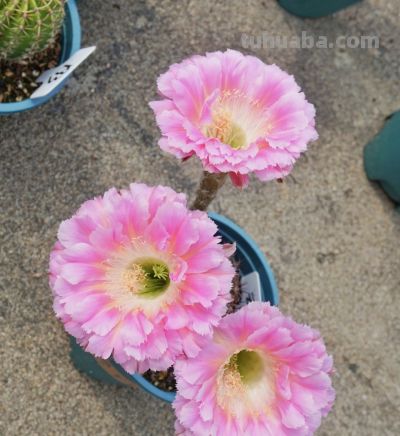 仙人球颜值“天花板”，不输牡丹月季，一年开花多次，很少人认识 - 图画吧TUHUABA