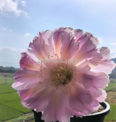 仙人球颜值“天花板”，不输牡丹月季，一年开花多次，很少人认识 - 图画吧TUHUABA