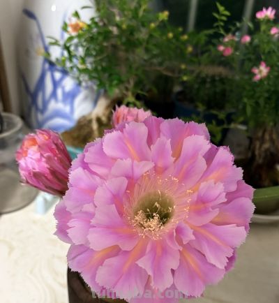 仙人球颜值“天花板”，不输牡丹月季，一年开花多次，很少人认识 - 图画吧TUHUABA