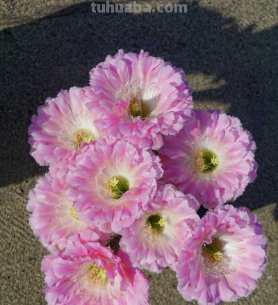 仙人球颜值“天花板”，不输牡丹月季，一年开花多次，很少人认识 - 图画吧TUHUABA