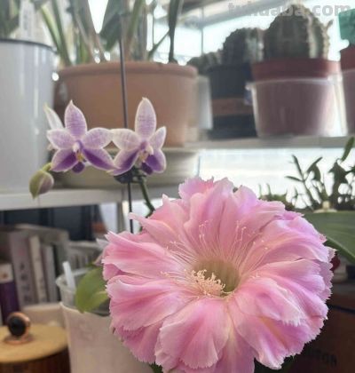 仙人球颜值“天花板”，不输牡丹月季，一年开花多次，很少人认识 - 图画吧TUHUABA