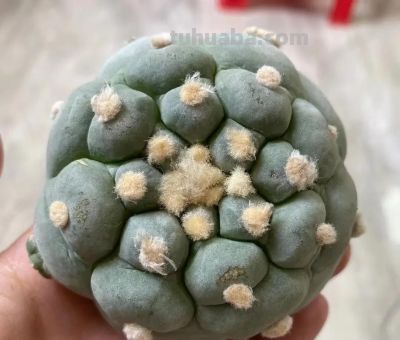 没有根的仙人球，还能发根吗？难度很大，嫁接球不好养！ - 图画吧TUHUABA
