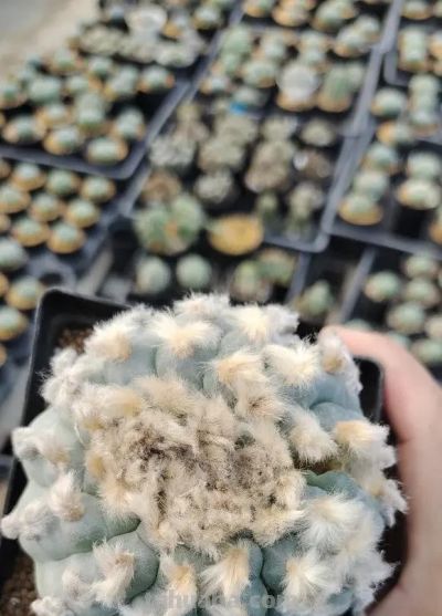 没有根的仙人球，还能发根吗？难度很大，嫁接球不好养！ - 图画吧TUHUABA