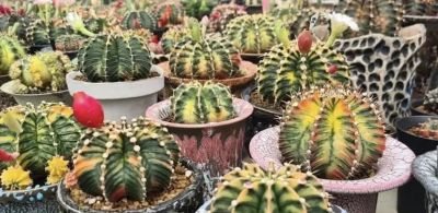 没有根的仙人球，还能发根吗？难度很大，嫁接球不好养！ - 图画吧TUHUABA