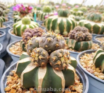 没有根的仙人球，还能发根吗？难度很大，嫁接球不好养！ - 图画吧TUHUABA