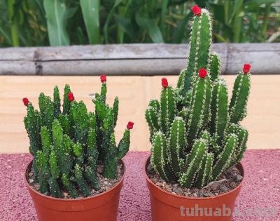 懒人福音！仙人掌盆栽，不用浇水不用管；照样活得好好的 - 图画吧TUHUABA