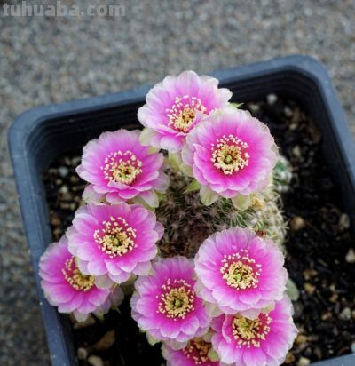 仙人球界的“开花劳模”，小球就开花，一年开三季，颜值高又好养 - 今日头条