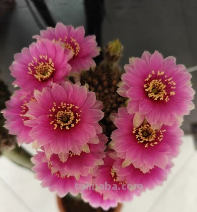 仙人球界的“开花劳模”，小球就开花，一年开三季，颜值高又好养 - 图画吧TUHUABA