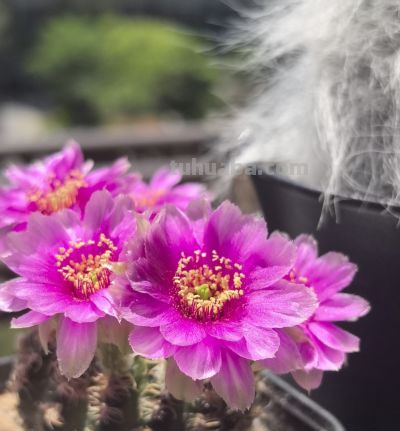 仙人球界的“开花劳模”，小球就开花，一年开三季，颜值高又好养 - 图画吧TUHUABA