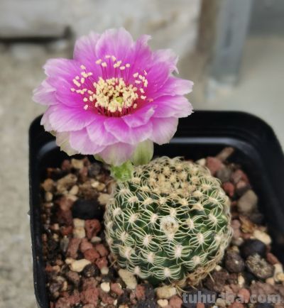 仙人球界的“开花劳模”，小球就开花，一年开三季，颜值高又好养 - 图画吧TUHUABA