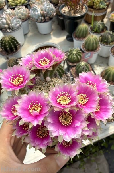 仙人球界的“开花劳模”，小球就开花，一年开三季，颜值高又好养 - 图画吧TUHUABA