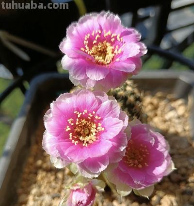 仙人球界的“开花劳模”，小球就开花，一年开三季，颜值高又好养 - 图画吧TUHUABA