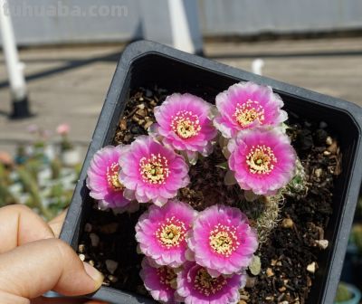 仙人球界的“开花劳模”，小球就开花，一年开三季，颜值高又好养 - 图画吧TUHUABA
